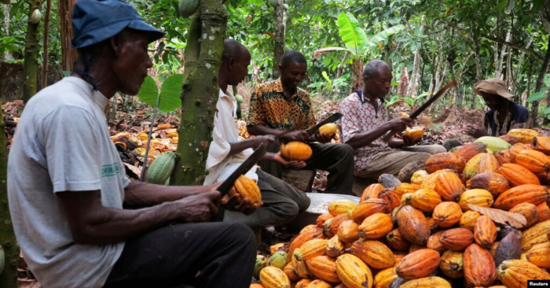 Cocoa production for 2023/24 season reduced by 40%, increasing prices