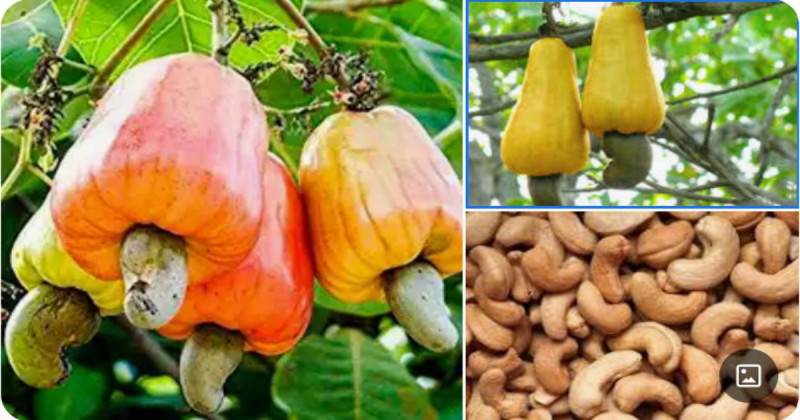 Lack of processing facilities leading to waste of 900k metric tonnes of cashew fruits annually in Bono Region in Ghana